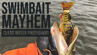 Swimbait MAYHEM! Clear water pike fishing in the Netherlands (English/Swedish/Dutch/German Subs)