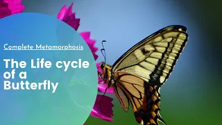 The Life cycle of a Butterfly| Metamorphosis| Educational video for Kids| Kindergarten| English