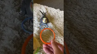 Cockatiel Gets Annoyed At Plastic Rings #bird #cockatiel #parrot #yumyumthetiel