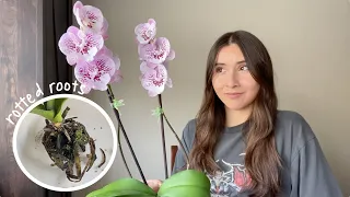 How to Save Orchids With Root Rot