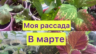 Обзор рассады в марте!