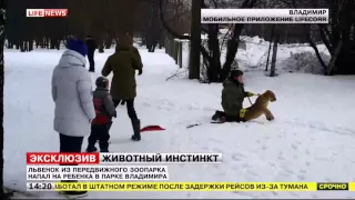 Львёнок из передвижного зоопарка напал на ребёнка в парке Владимира