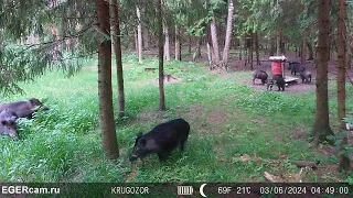 Кабаны. Поели и порезвились ) Всегда свежие фото и видео с фотоловушек Егерькам.