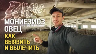 Мониезиоз овец. Как выявить и вылечить