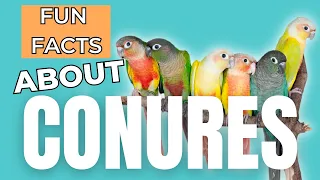 11 Fun Facts About Conures!