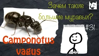 Почему именно эти муравьи? // муравьи Camponotus Vagus //#31