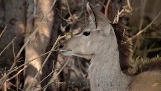 CHOBE DAY TRIP