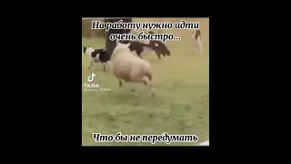 тыгыдык шалала 😂 #работа #tiktok #top