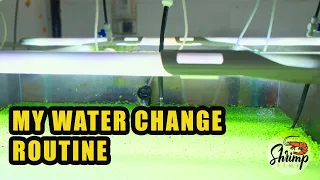 HOW TO DO WATER CHANGE IN CARIDINA SHRIMP TANK?