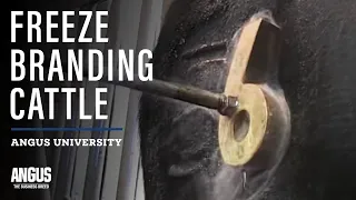 Freeze branding cattle - How To Freeze Brand Cattle