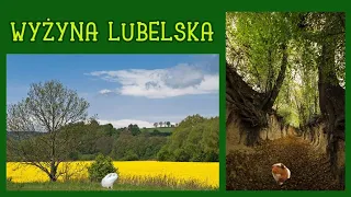 Krajobraz rolniczy Wyżyny Lubelskiej (geografia - lekcja online dla klasy 5 szkoły podstawowej)