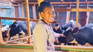 See How Our Cows Live In The Village| African Village Life