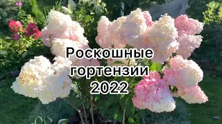 ШИКАРНЫЕ ГОРТЕНЗИИ 2022г