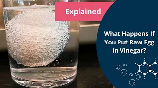 Egg in Vinegar Experiment | Osmosis | Biology