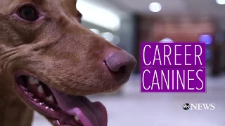 TSA dog uses expert sniffing skills to detect bombs - 'Career Canines' S1 E4