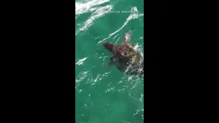 Tenacious turtle fights off shark during ocean battle in Western Australia