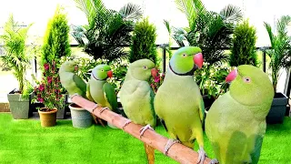 Parrot Sound Videos Compilation | Parrot Talking Video| Tanishu Singh | @ParroTube
