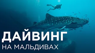 Мальдивы. Китовая акула. Whale shark. Travel expert Михаил Карпович ( Mikhail Karpovich )