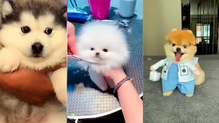 Милые щенки лучшая подборка Тик Ток /Chó Phốc Sóc Mini /Cute puppies Funny TikTok №13