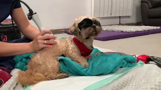 Dog "Minnie" Gets Successful IVDD treatment with Laser Therapy