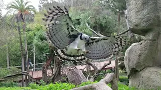 Harpy Eagle Soars in Slow Motion