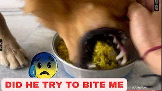 Golden retriever attacked owner??🥹😳#dog #angry #goldenretriever #angrydog