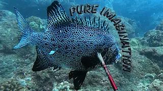 3 Prong Sesh - Knife Jaw, Moana Kali, and Uku? - Hawaii Spearfishing