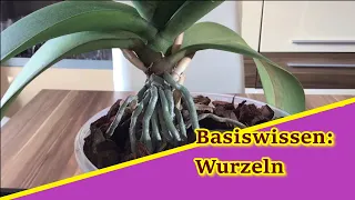 Basiswissen: Was weisst Du über Wurzeln an Phalaenopsis?