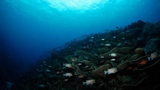 Dive Amazing Ulong Channel in Palau in 60 sec.