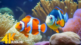 Aquarium 4K VIDEO (ULTRA HD) - Beautiful Coral Reef Fish - Sleep Relaxing Meditation Music