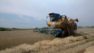 уборка пшеницы Тритикале ск 6 колос + прессования тюков соломы работа кипит  18 июля 2023