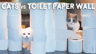 Cats vs Toilet Paper Wall