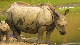 kumpulan satwa liar yang cantik