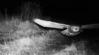 Preying owl, wolf and other visitors on trail camera