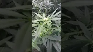 Update closet grow week 3 of flower