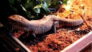 Introducing our Savannah monitor (Timmy)