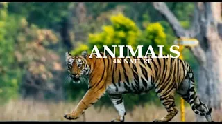 Animals of the world||4k beauty with calming music||HD 4k video