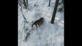 Волки поймали и разорвали зайца