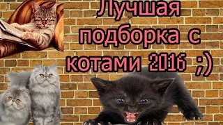 ЛУЧШАЯ СМЕШНА ПОДБОРКА С КОТАМИ 2016 BEST CATS FAILS COMPLILATION