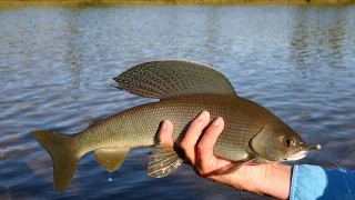 Рыбалка на хариуса в Восточно-Казахстанской области