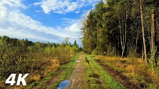 Drifting Out To The Moor - ASMR Virtual Forest Walk 4k Nature Sounds No Music