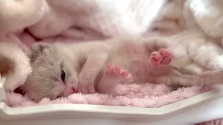 TRÈS MIGNONS PETITS CHATONS  3 JOURS 🐈