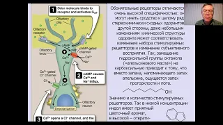 Вячеслав Дубынин ФЧЖ 4 курс 2021 лекция 7 обоняние