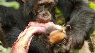 Brutale Jagdmomente von Schimpansen, Pavianen und Makaken