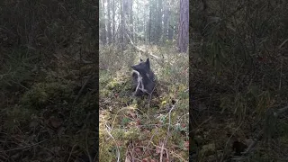 Сибирская тайга. Охота. Рыбалка. Рёв. Промысел. Siberian taiga.  Hunting.  Fishing.  Roar.  Fishing.