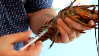 Lobster Blood Protein