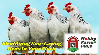 Identifying The Hens In Your Flock That Aren't Laying Eggs