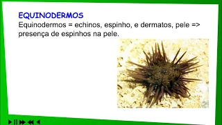 49- Zoologia - Equinodermos e cordados (Biologia, Enem, Vestibulares)