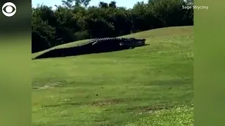 WEB EXTRA: Chubbs The Giant Alligator Roams Florida Golf Course