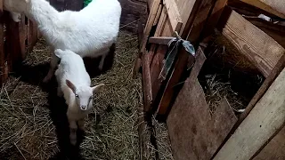Как отсадить козлят от козы
